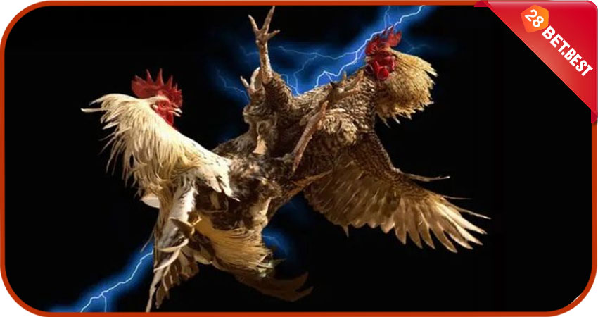 Mẹo Chơi Đá Gà 28Bet Hiệu Quả