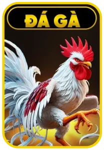 đá gà